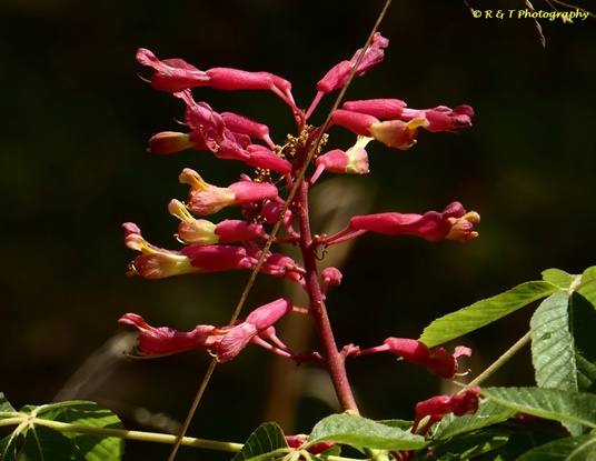 {Aesculus pavia x A. sylvatica}
